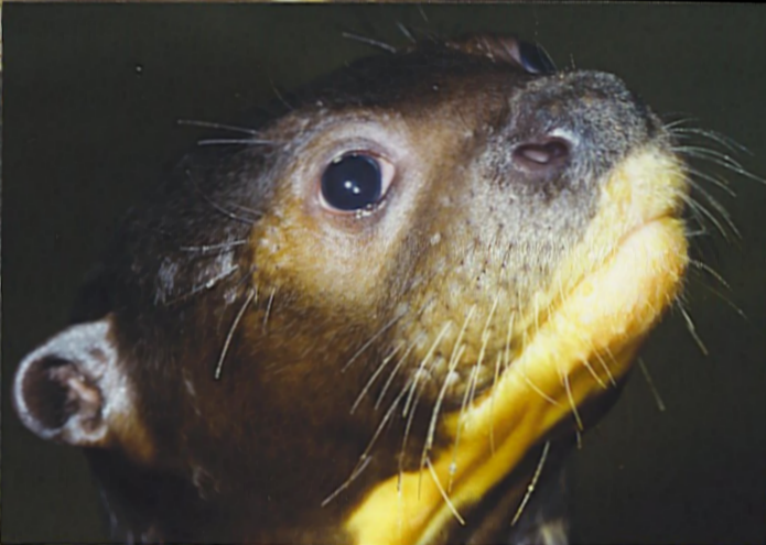 Closeup of head of Giant Otter in side view against a black background, looking up and right.