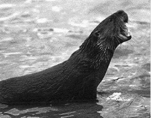 Neotropical Otter side view, up to its chest in water, facing right, with a large piece of food in its mouth so its jaws are wide open and all its whiskers fanned out.