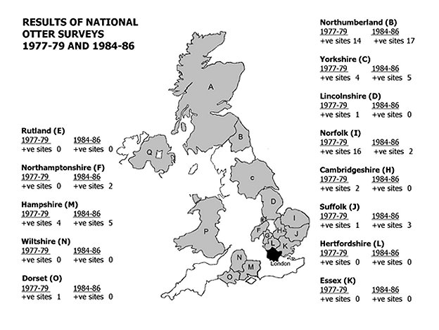 Map of the UK showing the same areas as Figure 1 with the number of positive sites for otters in 1977-79 and in 1984-86.
Northumberland (14 positive sites in 1977-79 to 17 in 1984-86);
Yorkshire (4 to 5);
Lincolnshire (1 to 0);
Norfolk (16 to 2);
Cambridgeshire (2 to 0);
Suffolk (1 to 3);
Hertfordshire (0 to 0);
Essex (0 to 0);
Rutland (0 to 0);
Northamptonshire (0 to 2);
Hampshire (4 to 5);
Wiltshire (0 to 0);
Dorset (1 to 0).
Click for larger version.