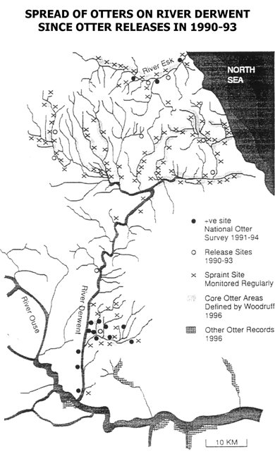 Map of the rivers of Yorkshire as in Figure 4, with the release sites shown, and the results of the 1991-94 otter survey. Otter signs were found along the whole River Esk and its tributaries, along the drainage of the River Derwent, and around the release site on the main River Derwent itself, down towards the confluence with the Humber. Click for larger version.