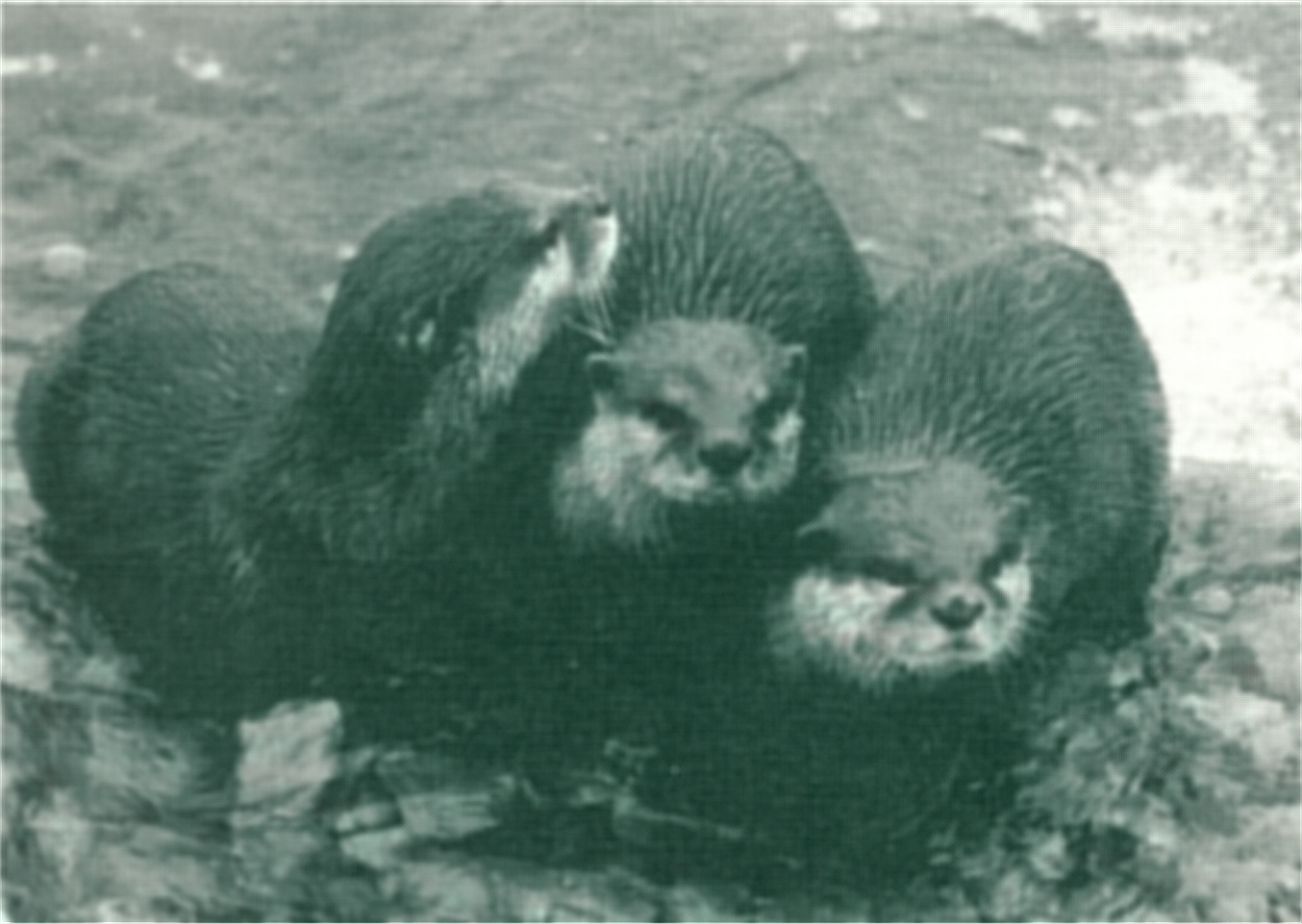 Three Asian Small-Clawed Otters standing side by side on a stony substrate, seen somewhat from above.  The middle and right hand animals are looking slighly right, the other is looking top right over the backs of the others..