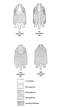 Diagrams of otter bodies showing moult patterns at 1st, 6th, 14th and 30th day of observation.  Moult had not started on day 1 and was complete by day 30.  