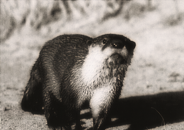 African Clawless Otter scampering towards the camera, head up, against a sandy background.