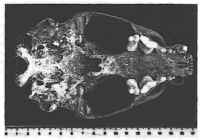 Ventral view of skull 