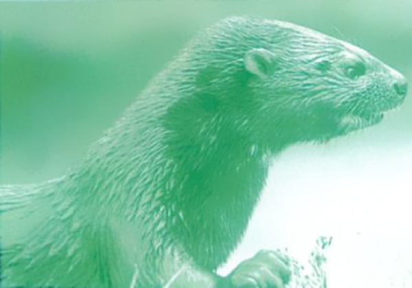 Head and shoulders of Spotted-Necked Otter facing right, holding a fish in one front paw