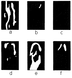 Diagrams of characteristic throat markings of six giant otters seen