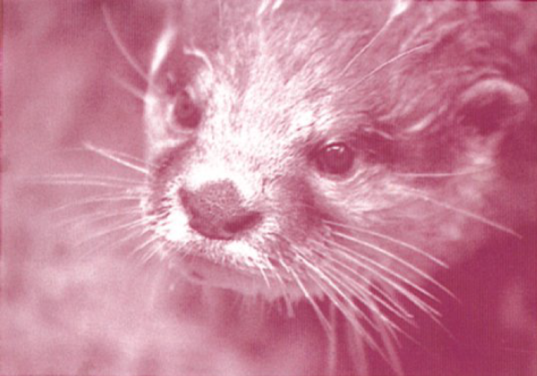 Closeup of head of Asian Small-Clawed Otter looking down and left.