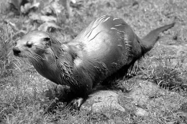 North American River Otter standing on rocks and grass, facing left