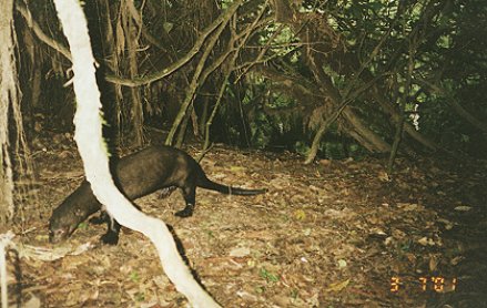 Giant Otter at Latrine Site