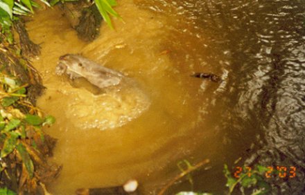 Female Giant Otter carrying Cub