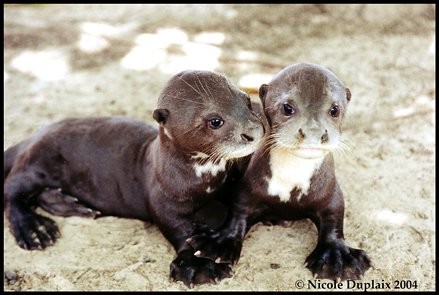 Two Giant Otter cubs lying side by side on the ground, one nuzzling the other.