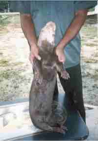 Otter held up to show ventral view; underside is not noticeably lighter in colour, but the throat and chin are pale