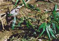 Female hangs on cane using jaws and front paws and swings bodyweight to get cane down to ground.  When near grond, rest of family grab it and haul it down.