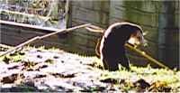 The rest of the family carry leaves to the holt, but only the female keeps going till she has shredded the cane as well