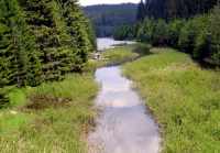 FLooded river valley between dense pine forest; shrubs sticking up above the water forming a patchwork of water and vegetation