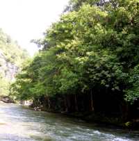 Wider, fast flowing river with alder trees growing right to the water's edge