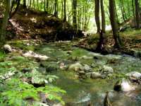 Shallow, narrow rocky river with steep banks and birch trees overshadowing it