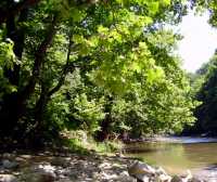 Medium size river, with plane trees growing down to the edge, and dense undergrowth