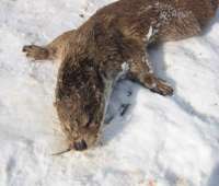 Head and forepaws of otter seen from above against snow