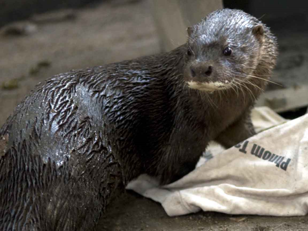 Hairy nosed otter playing with a bag labelled Phnom Tamao.  The head is turned back so the hairy nose and white moustache on the upper lip is clearly visible