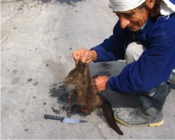 Body of dead otter held up by the scruff