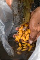 Small golden fish fry tumbling out of the mouth of an arowana fish being held over a plastic bag to catch the juveniles