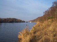 Section of riverbank showing long grass and woodland coming close to the canal bank.