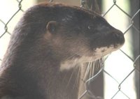 Side view of head showing white lip and throat