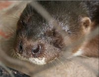 Front view of head showing white lip and hairy rhinarium