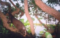 Branch or trunk protruding from the water at an angle, and an otter walking up the branch, defaecating