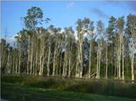 Grass leading to low bushes and water, in which are dense stands of trees