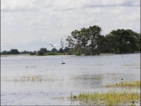 The huge lake extends right into the forest, drowning many trees and bushes