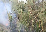 Undergrowth and reeds on fire. Click for larger version