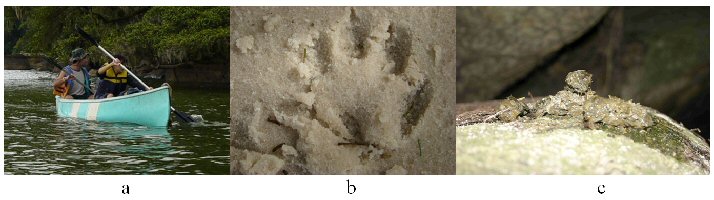 On the left, one of the team in a canoe, in the centre a otter forepaw print in mud, and on the right, an otter scat on a rock