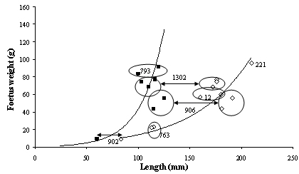 Graph showing foetal growth curve