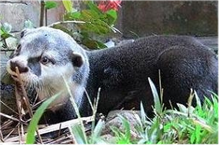 African clawlesss otter lying on grass with a brick wall behind.