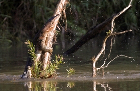 Large monitor lizard is climbing a tree trunk in a submerged forest, with only its tail still in the water