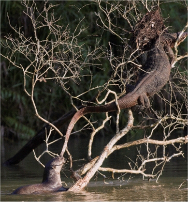 Lizard is right out of the water, in the upper branches of the tree; the otter is mostly out of the water, with the end of the lizard's tail in its jaws