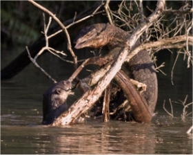 The lizard has turned back to engage the otter, which still has its tail in its mouth; lizard and otter are face to face; the lizard is much bigger than the otter
