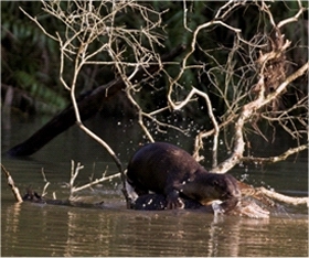 the otter is standing on the back of the monitor lizard, which is now in the water, and has it by the neck