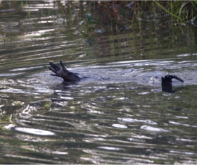 Only one arm and the end of the lizard's tail is visible; the otter has dragged the lizard underwater, on its back