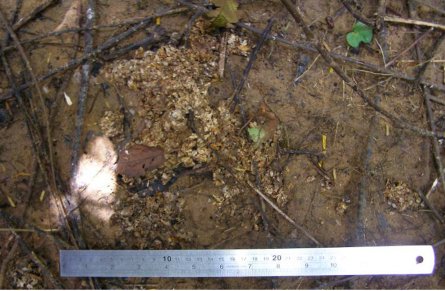 Pile of greyish yellowy grainy scat about 20cm across