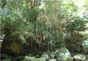 The otter up the tree - part of a stand of slender trees hung with creepers, above large rocks (click for larger version)