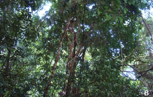 Close-up of the tree with the otter in it, although the otter is very hard to see because of the foliage (click for larger version)