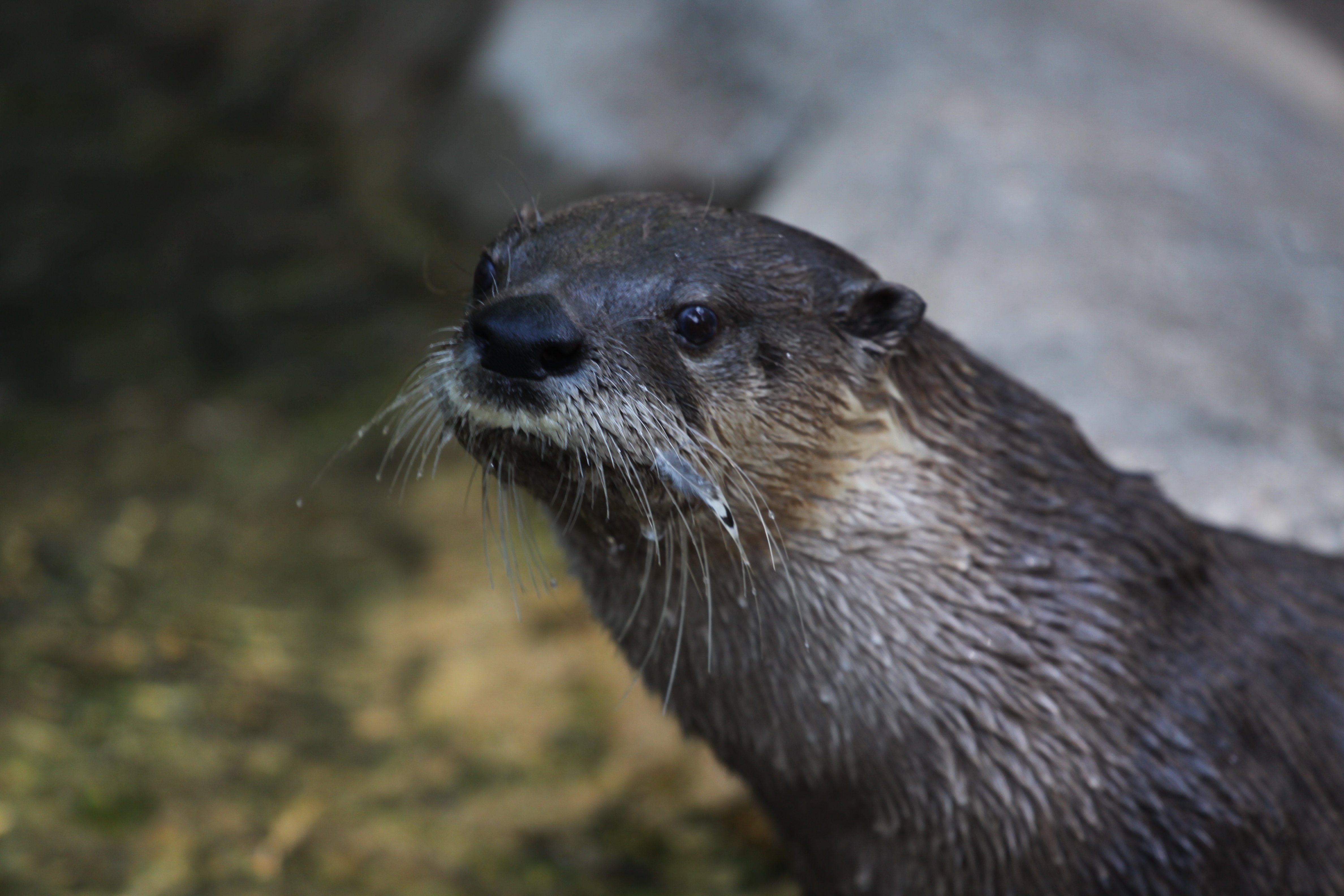 Lontra canadensis - ©Tom Serfass