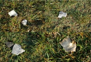 Photo of large pieces of turtle shell