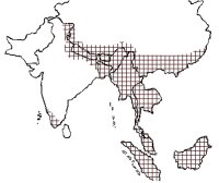 Map of Asia showing that shortclaws are distributed throughout south east Asia.  NB distribution is not the same as density.  Click for larger version