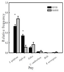 Graph showing that the greatest frequency of prey in spraints is S. spinifrons, but that Aegla is about half as common.  Click for larger version