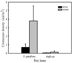 Graph showing that there are far more S. spinifrons in the environment than Aegla.  Click for larger version