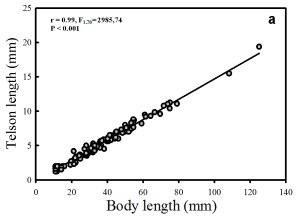 Graph showing that telson size is directly related to animal size.  Click for larger version